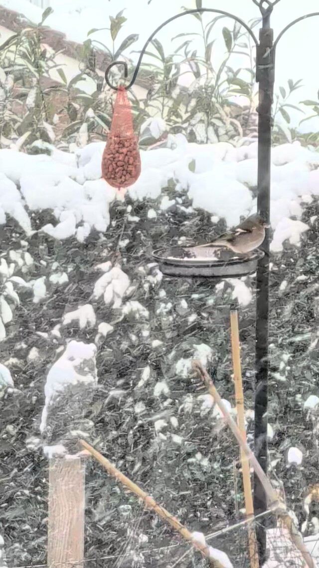Vink trotseert de sneeuw