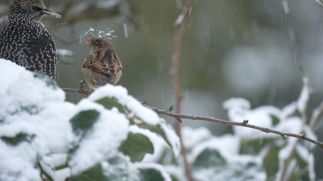 Huismusje op besneeuwde tak pakt spreeuw aan