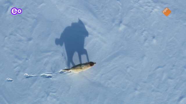 Natuur op 2: Frozen Planet