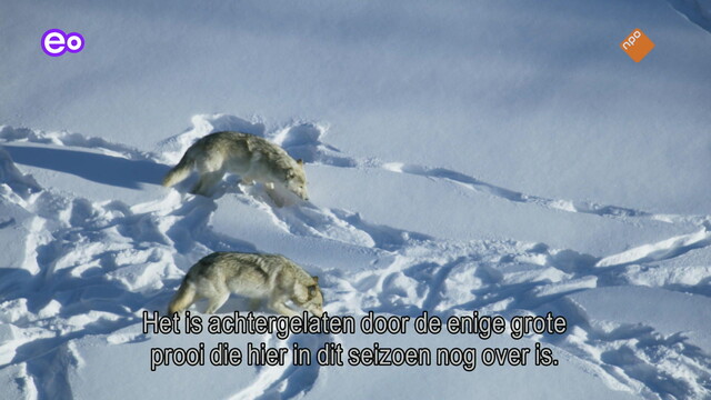 Override of the title Natuur op 2: Frozen Planet