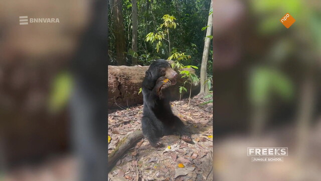 Freeks Jungle School