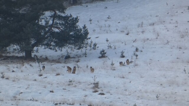 Wolvenroedel in de sneeuw op de Veluwe