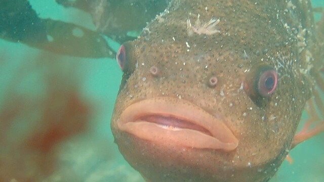 Kroelsmoel van een snotolf