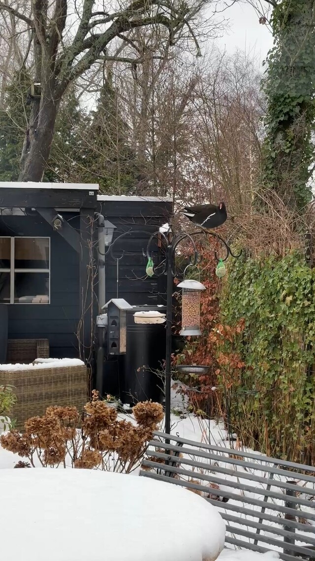 Waterhoen op voerplaats