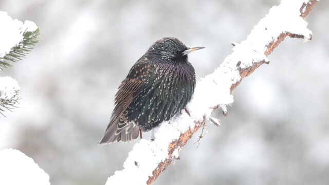Diverse tuinvogels in de sneeuw