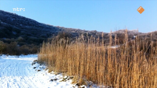 Het Uur van de Wolf: Het laatste kunstje