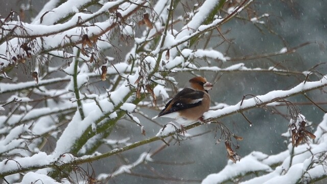 Behendige appelvink snoept zaden