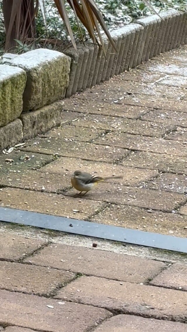 Gele Kwikstaart in de tuin
