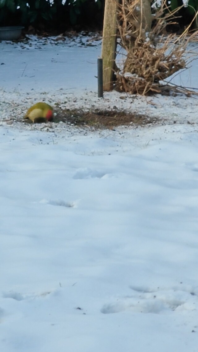 Groene specht in de sneeuw