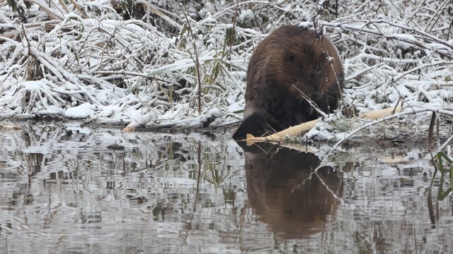 bever in de sneeuw