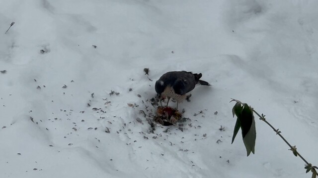 Een sperwer heeft in deze koude tijden voedsel gevonden in onze tuin