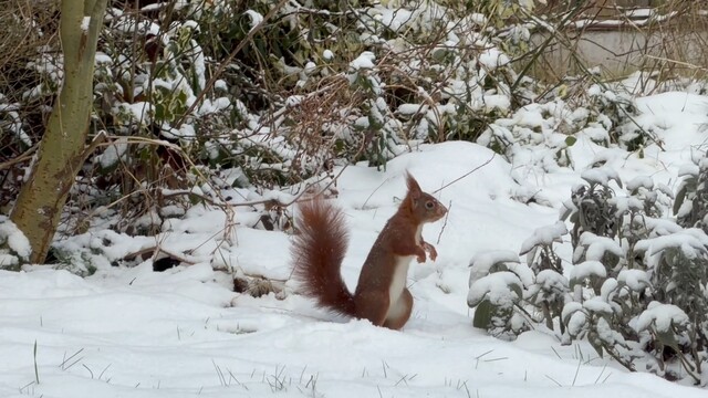 Eekhoorn gaat helemaal los in de sneeuw