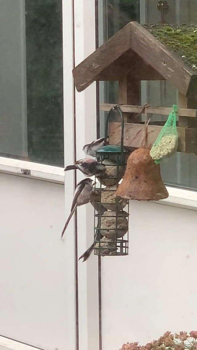 Groepje staartmeesjes op bezoek