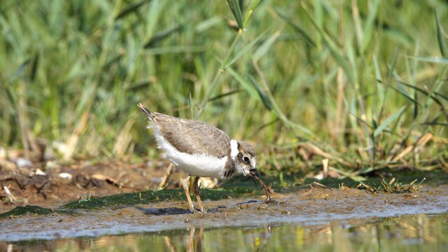 Jonge kleine plevier met lekker hapje