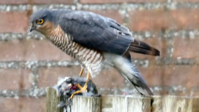 Sperwer eet een specht op