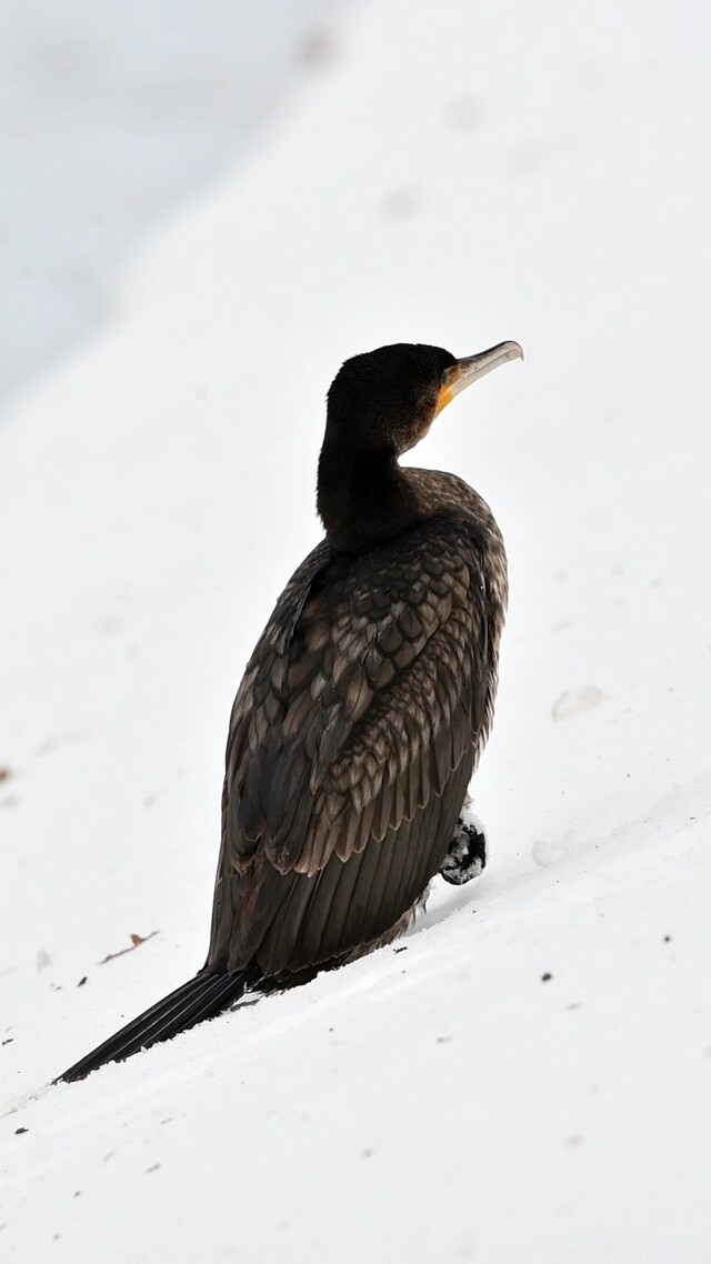 Aalscholver heeft het zwaar in de sneeuw