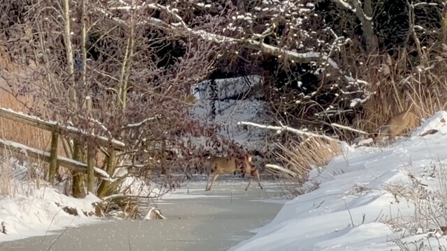 Vier ree�n steken de bevroren sloot over