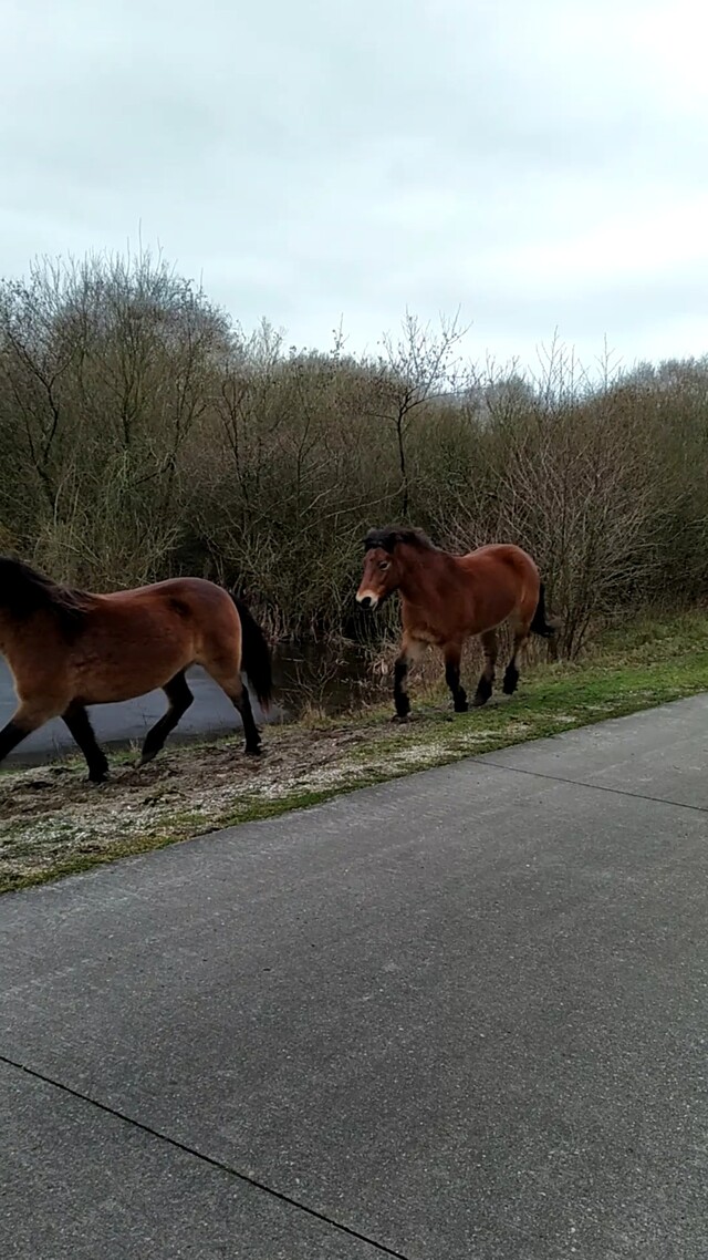 Exmore pony's in galop in Oostvoorne