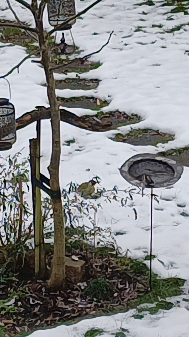 Override of the title Groene specht zoekt voedsel in de sneeuw
