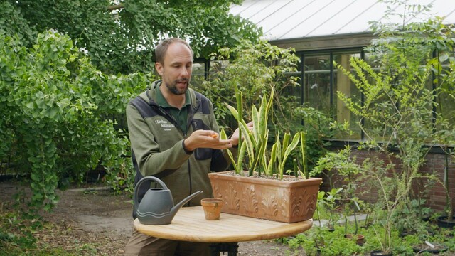 Rogier en de drakenbloedboom