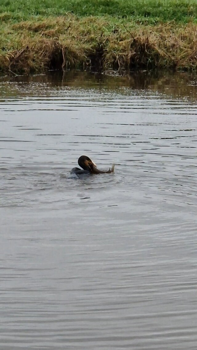 Override of the title Aalscholver vangt snoek voor de neus van een reiger