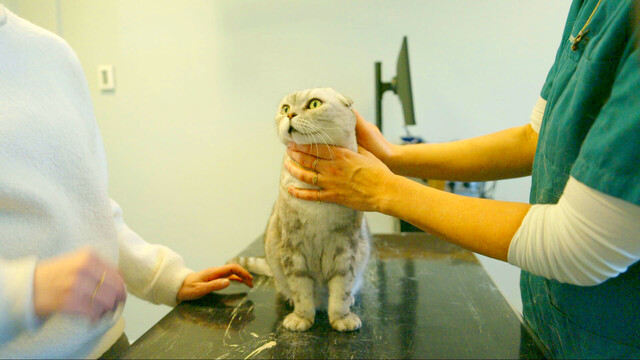 Override of the title Thumbnail Dierenarts