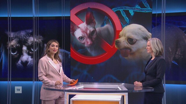 Override of the title Dierenartsen hebben handen vol aan doorgefokte dieren: 'Verdrietig om te zien dat ze al van jongs af aan pijn hebben'