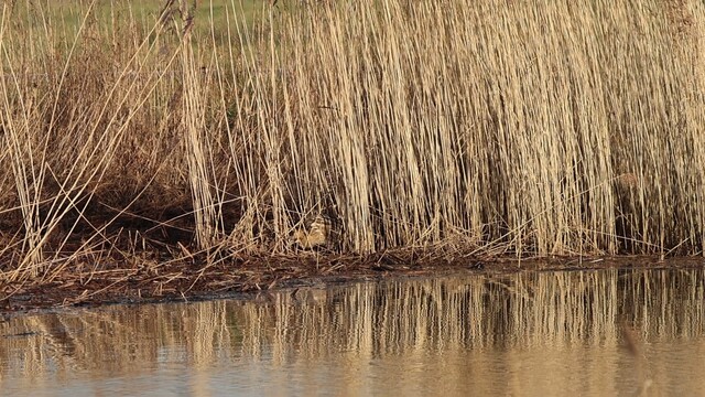 Roerdomp foerageert in de Biesbosch