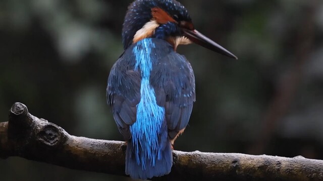 Override of the title Poetsbeurt van de ijsvogel