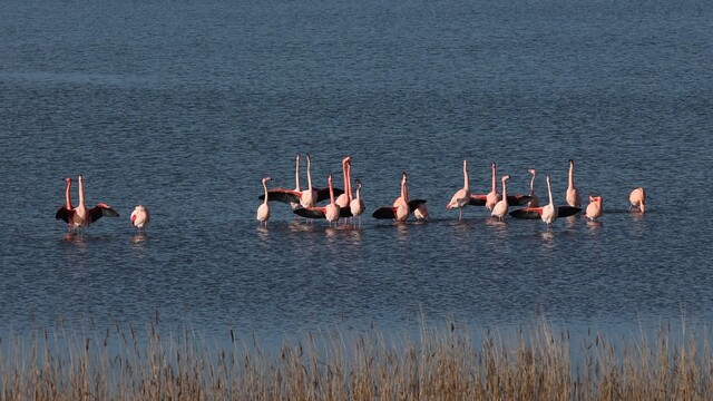 Override of the title Baltsende flamingo’s in het zonnetje bij Oude Tonge