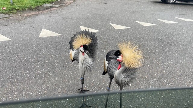 Override of the title Grijze krooonkraanvogels