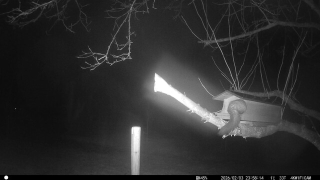 Marter probeert in steenuilenkast binnen te dringen