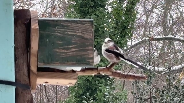 Staartmezen bij de vogelvetpot