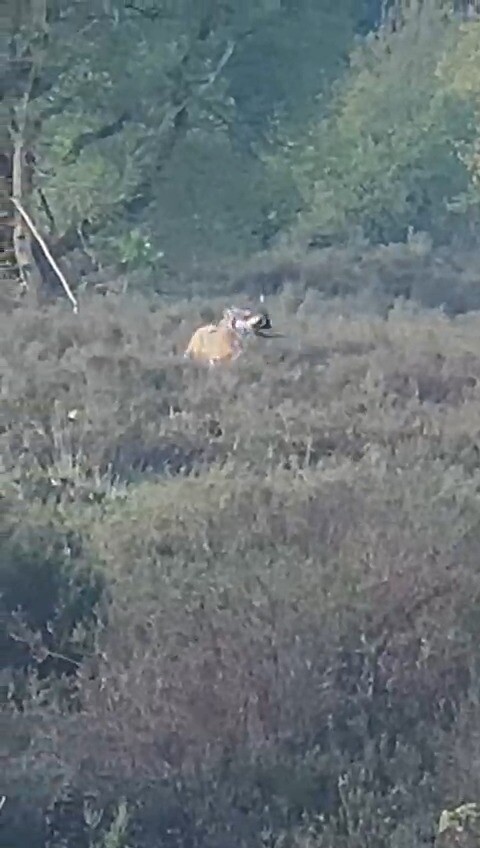 Wolf speelt met adder