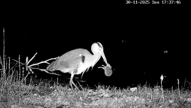 Blauwe reiger laat bruine rat ontsnappen