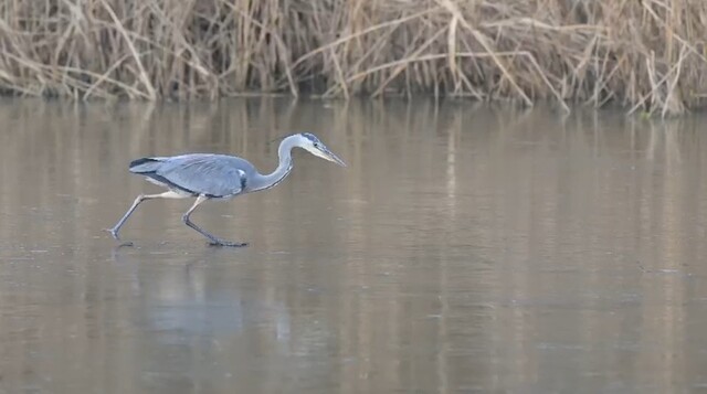 Reiger verkijkt zich op de dikte van het ijs
