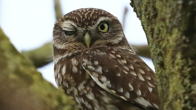 Fenolijn 8 februari 2026