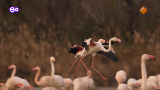 Mediterranean - Life Under Siege