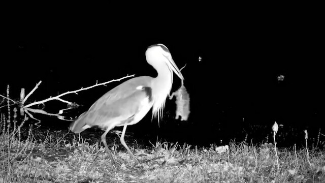 HOME VV: filmpje van de week