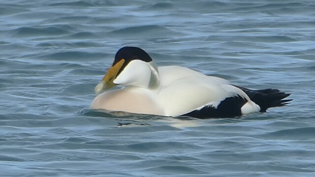 Eider bij de Brouwersdam