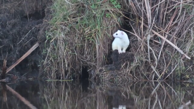 Hermelijn in wit winterkleed ontmoet een meerkoet
