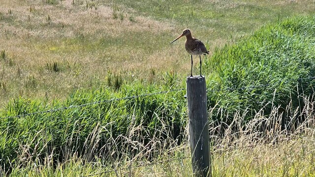 Grutto in Zwartewaal