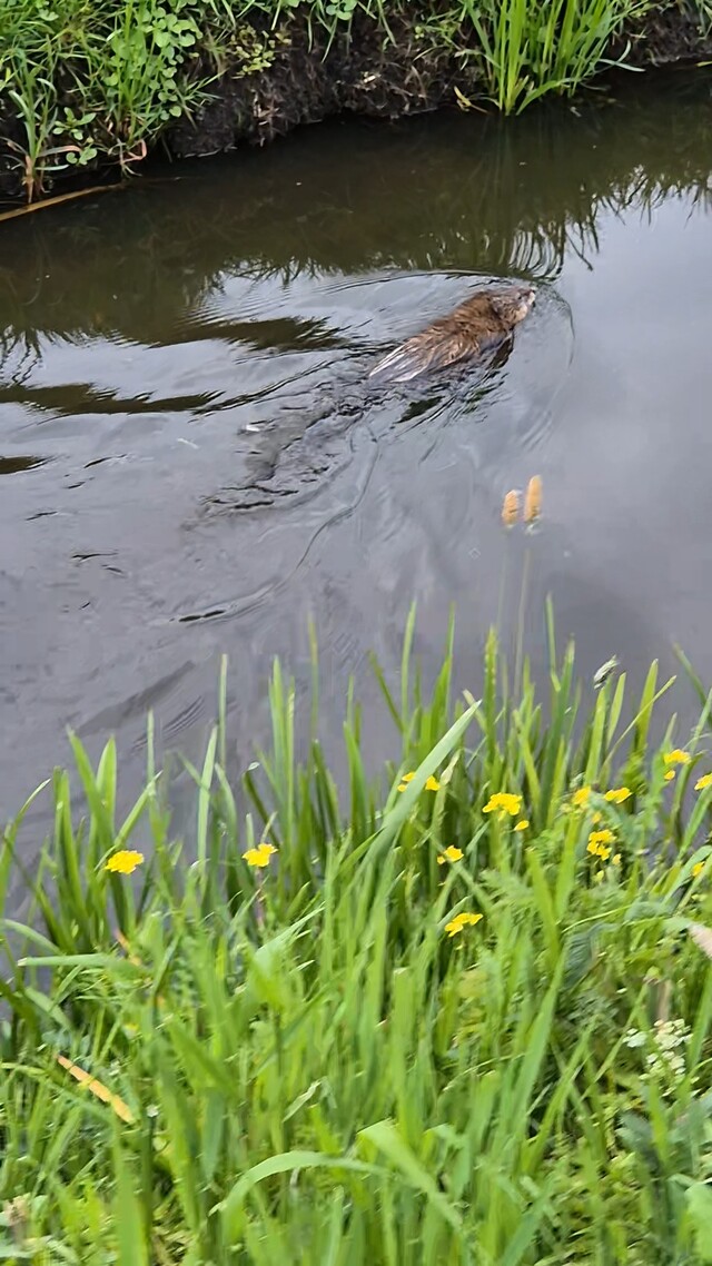 Muskusrat aan de Zuidkade in Schipluiden