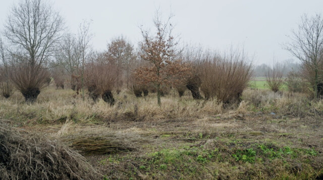 Wilgen knotten