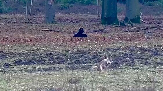 Raaf scheert over wolf heen