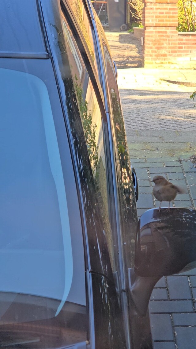 Heggemus (niet is een beetje zielig)