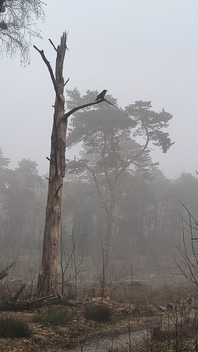 Raaf maakt apart geluid