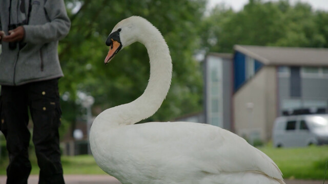 Witte knobbelzwaan
