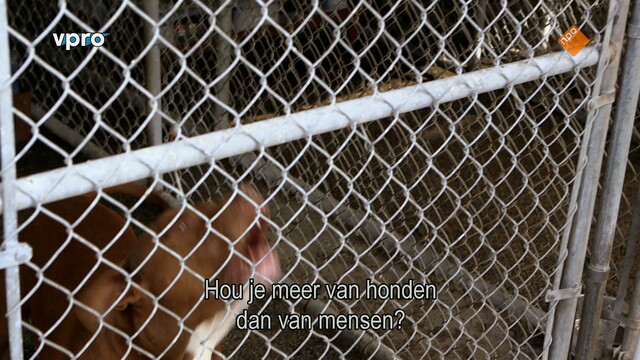 Louis Theroux: LA Stories - City of dogs