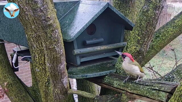 Nieuwsgierige Groene Specht.